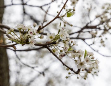 A close-up of white cherry blossoms on a cherry blossom tree.