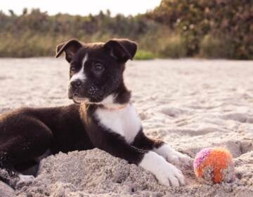 (Credit: Puppyhero.com)