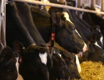 Cows on a farm