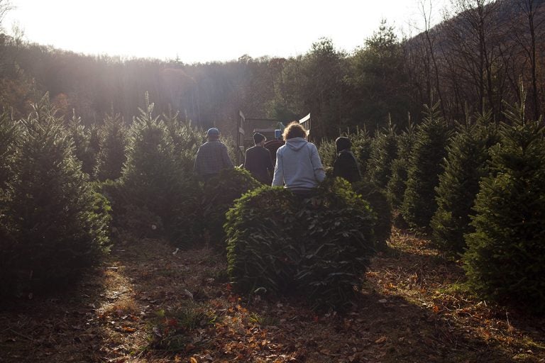 Workers harvest Fraser fir Christmas trees on Joey Clawson’s farm, outside Boone, NC. (Irina Zhorov/For WHYY)