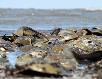 Horseshoe crabs are pictured on a beach