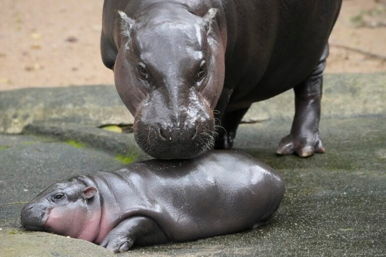 Two-month-old baby hippo Moo Deng and her mother Jona are seen at the Khao Kheow Open Zoo