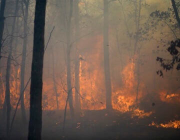 fire burning trees